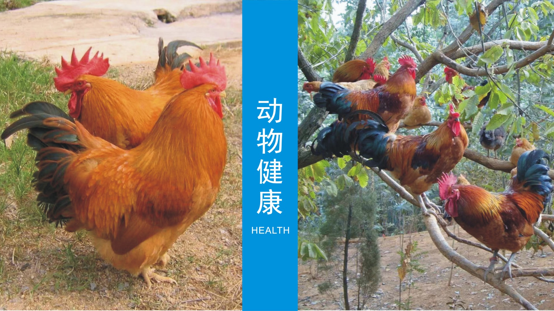 动物健康1